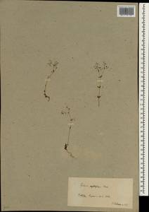 Galium peplidifolium Boiss., Зарубежная Азия (ASIA) (Турция)