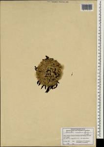 Soroseris glomerata (Decne.) Stebbins, Зарубежная Азия (ASIA) (КНР)