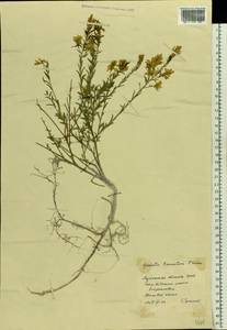 Genista tinctoria subsp. tinctoria, Восточная Европа, Северо-Украинский район (E11) (Украина)