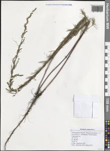 Полынь равнинная, Полынь полевая L., Восточная Европа, Московская область и Москва (E4a) (Россия)