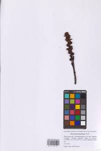 Подъельник буковый (Wallr.) G.Don, Восточная Европа, Московская область и Москва (E4a) (Россия)