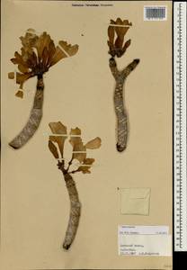 Apocynaceae, Зарубежная Азия (ASIA) (Йемен)