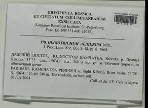 Oligotrichum aligerum Mitt., Гербарий мохообразных, Мхи - Чукотка и Камчатка (B21) (Россия)