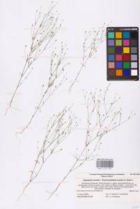 Песколюбочка постенная (L.) Ikonn., Восточная Европа, Нижневолжский район (E9) (Россия)