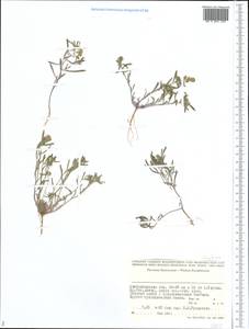 Brassicaceae, Средняя Азия и Казахстан, Прикаспийский Устюрт и Северное Приаралье (M8) (Казахстан)