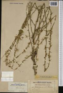 Lactuca viminea subsp. chondrilliflora (Jord. ex Boreau) Bonnier, Западная Европа (EUR) (Франция)