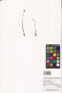 Жерушник короткоплодный (C.A.Mey.) Hayek, Восточная Европа, Нижневолжский район (E9) (Россия)