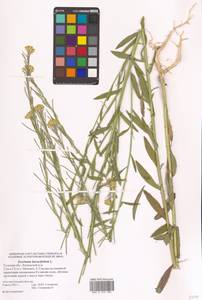 Желтушник душистый Ehrh., Восточная Европа, Центральный район (E4) (Россия)