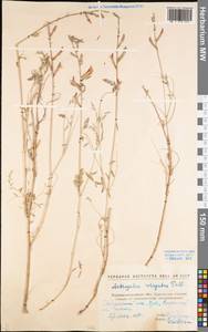 Астрагал пёстрый, Восточная Европа, Северо-Украинский район (E11) (Украина)