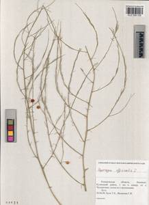 Спаржа лекарственная L., Сибирь, Алтай и Саяны (S2) (Россия)
