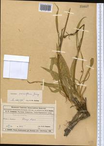 Козелец мелкоцветковый Jacq., Средняя Азия и Казахстан, Муюнкумы, Прибалхашье и Бетпак-Дала (M9) (Казахстан)