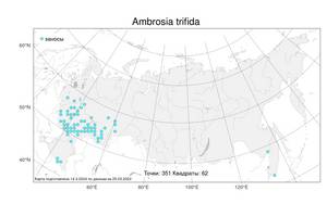 Ambrosia trifida, Амброзия трехраздельная L., Атлас флоры России (FLORUS) (Россия)