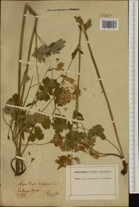 Водосбор обыкновенный L., Западная Европа (EUR) (Германия)