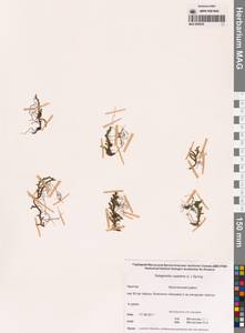 Плаунок наскальный (L.) Spring, Сибирь, Чукотка и Камчатка (S7) (Россия)