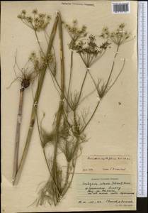 Elwendia setacea (Schrenk) Pimenov & Kljuykov, Средняя Азия и Казахстан, Северный и Центральный Тянь-Шань (M4) (Казахстан)