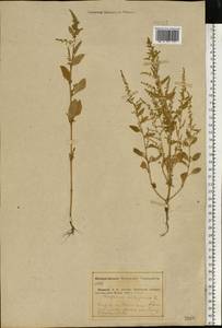 Lipandra polysperma (L.) S. Fuentes, Uotila & Borsch, Восточная Европа, Средневолжский район (E8) (Россия)