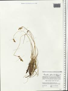 Anthoxanthum monticola (Bigelow) Veldkamp, Восточная Европа, Северный район (E1) (Россия)