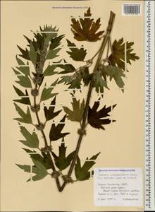 Пустырник пятилопастный Gilib., Кавказ, Северная Осетия, Ингушетия и Чечня (K1c) (Россия)