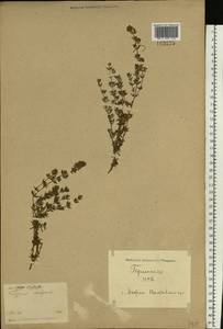 Чабрец, Восточная Европа, Северо-Украинский район (E11) (Украина)