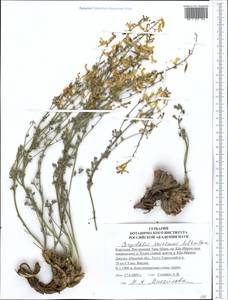 Corydalis kovakensis Mikhailova, Средняя Азия и Казахстан, Северный и Центральный Тянь-Шань (M4) (Киргизия)