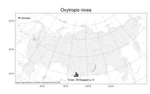 Oxytropis nivea, Остролодочник белоснежный Bunge, Атлас флоры России (FLORUS) (Россия)
