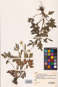 Лютик ползучий L., Восточная Европа, Белоруссия (E3a) (Белоруссия)