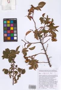 Rosa × andegavensis Bastard, Восточная Европа, Южно-Украинский район (E12) (Украина)