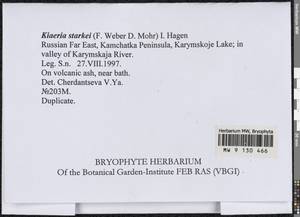 Arctoa starkei (F. Weber & D. Mohr) Loeske, Гербарий мохообразных, Мхи - Чукотка и Камчатка (B21) (Россия)