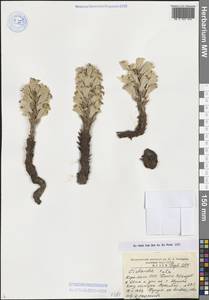 Цистанхе солончаковая (C.A.Mey.) Beck, Средняя Азия и Казахстан, Сырдарьинские пустыни и Кызылкумы (M7) (Узбекистан)