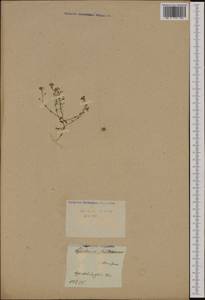 Двусемянник скальный (L.) Rchb., Западная Европа (EUR) (Швейцария)