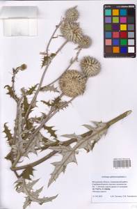 Мордовник шароголовый L., Восточная Европа, Московская область и Москва (E4a) (Россия)