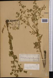 Лапчатка лежачая, Лапчатка низкая L., Средняя Азия и Казахстан, Джунгарский Алатау и Тарбагатай (M5) (Казахстан)