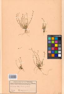 Мшанка узловатая (L.) Fenzl, Восточная Европа, Московская область и Москва (E4a) (Россия)