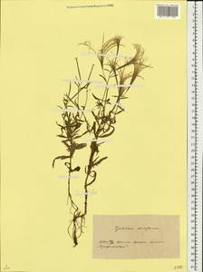 Кипрей мелкоцветковый Schreb., Восточная Европа, Белоруссия (E3a) (Белоруссия)