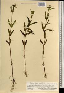 Чистец Ридера Cham., Монголия (MONG) (Монголия)