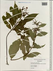 Mussaenda, Зарубежная Азия (ASIA) (Вьетнам)