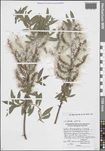 Ива Блэка Goerz, Средняя Азия и Казахстан, Памир и Памиро-Алай (M2) (Узбекистан)