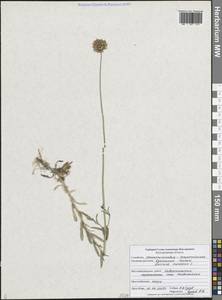 Букашник горный L., Восточная Европа, Центральный лесостепной район (E6) (Россия)