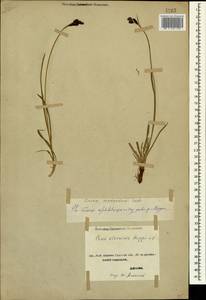 Carex aterrima subsp. medwedewii (Leskov) T.V.Egorova, Кавказ, Ставропольский край, Карачаево-Черкесия, Кабардино-Балкария (K1b) (Россия)