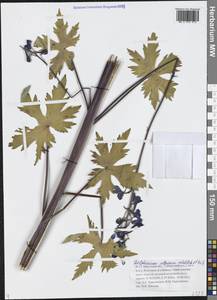 Живокость высокая L., Сибирь, Прибайкалье и Забайкалье (S4) (Россия)