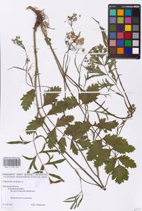 Бедренец камнеломковый, Бедренец-камнеломка L., Восточная Европа, Центральный лесостепной район (E6) (Россия)