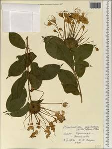Clerodendrum capitatum (Willd.) Schumach. & Thonn., Африка (AFR) (Мали)