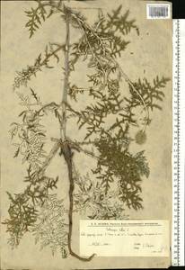 Echinops ritro var. ruthenicus (M.Bieb.) Schrad., Восточная Европа, Нижневолжский район (E9) (Россия)