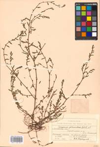 Polygonum arenastrum subsp. arenastrum, Восточная Европа, Московская область и Москва (E4a) (Россия)