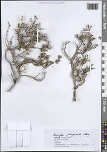 Caroxylon tetrandrum (Forssk.) Akhani & Roalson, Африка (AFR) (Марокко)