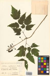 Actaea rubra subsp. rubra, Сибирь, Чукотка и Камчатка (S7) (Россия)
