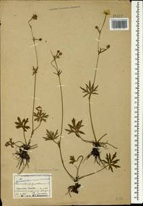 Ranunculus polyanthemos subsp. meyerianus (Rupr.) Elenevsky & Derv.-Sokol., Кавказ, Северная Осетия, Ингушетия и Чечня (K1c) (Россия)