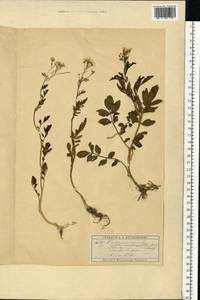 Сердечник горький L., Восточная Европа, Московская область и Москва (E4a) (Россия)