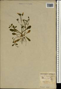 Мазус крошечный (Burm. fil.) Steenis, Зарубежная Азия (ASIA) (Япония)