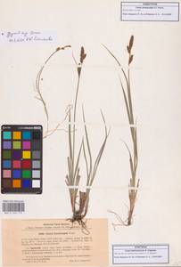 Осока Буксбаума Wahlenb., Восточная Европа, Северо-Западный район (E2) (Россия)